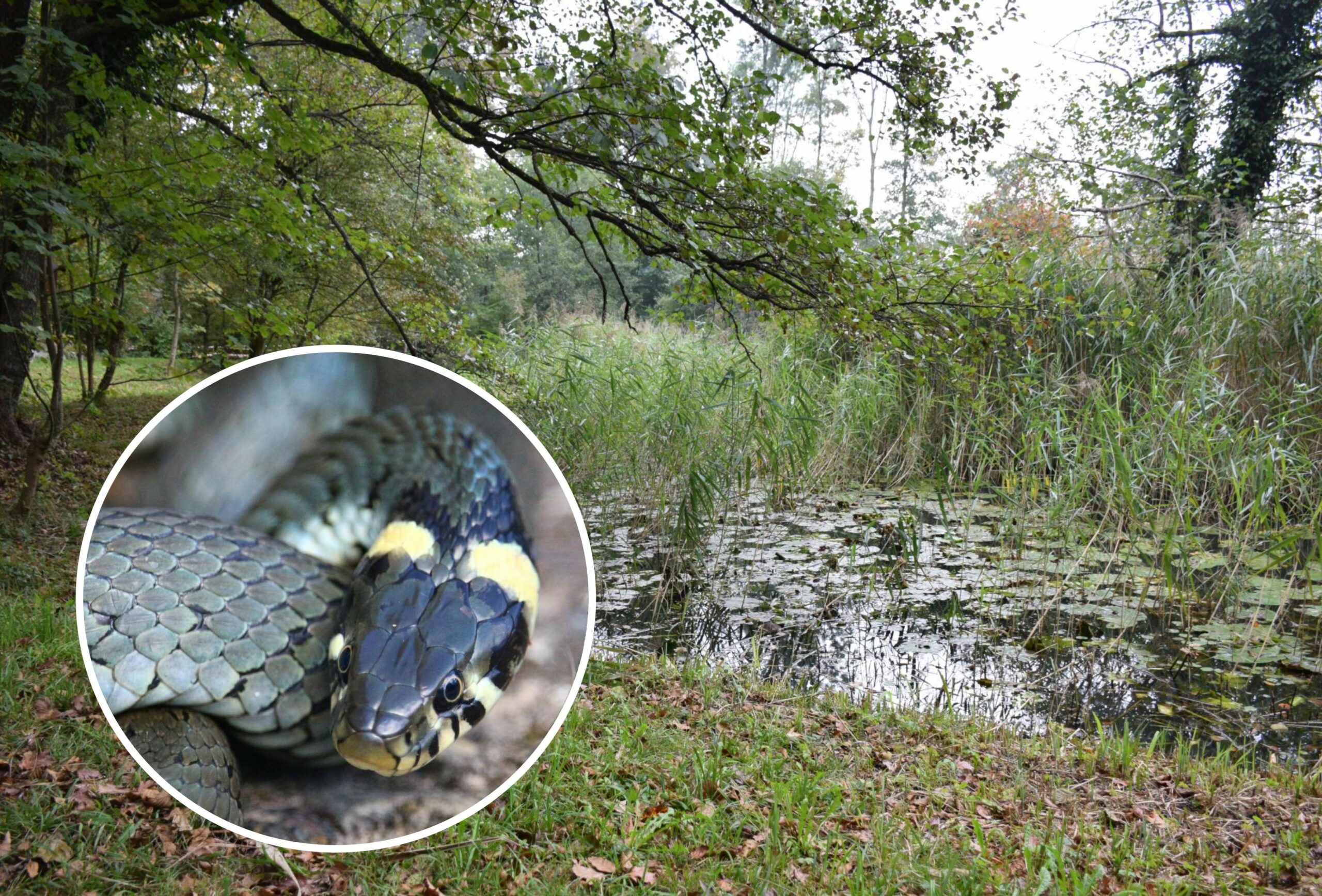 Der Ofringer Looweiher ist ein Ringelnatterparadies – und soll das auch bleiben